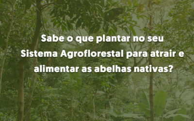Como atrair e alimentar abelhas nativas
