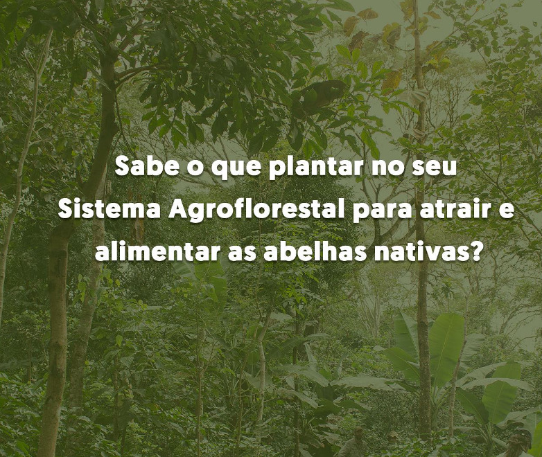 Como atrair e alimentar abelhas nativas