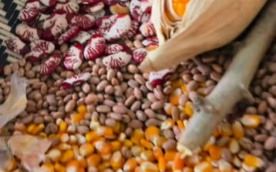 Encontro Internacional de Sementes Tradicionais, Orgânicas