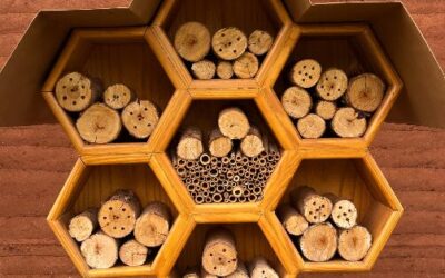 Oficina de Capacitação: Manejo de Meliponários