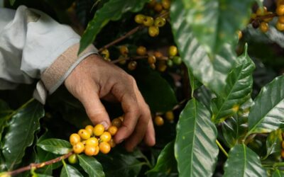 Dia Internacional do Café