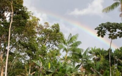 Sistemas Agroflorestais (SAFs)